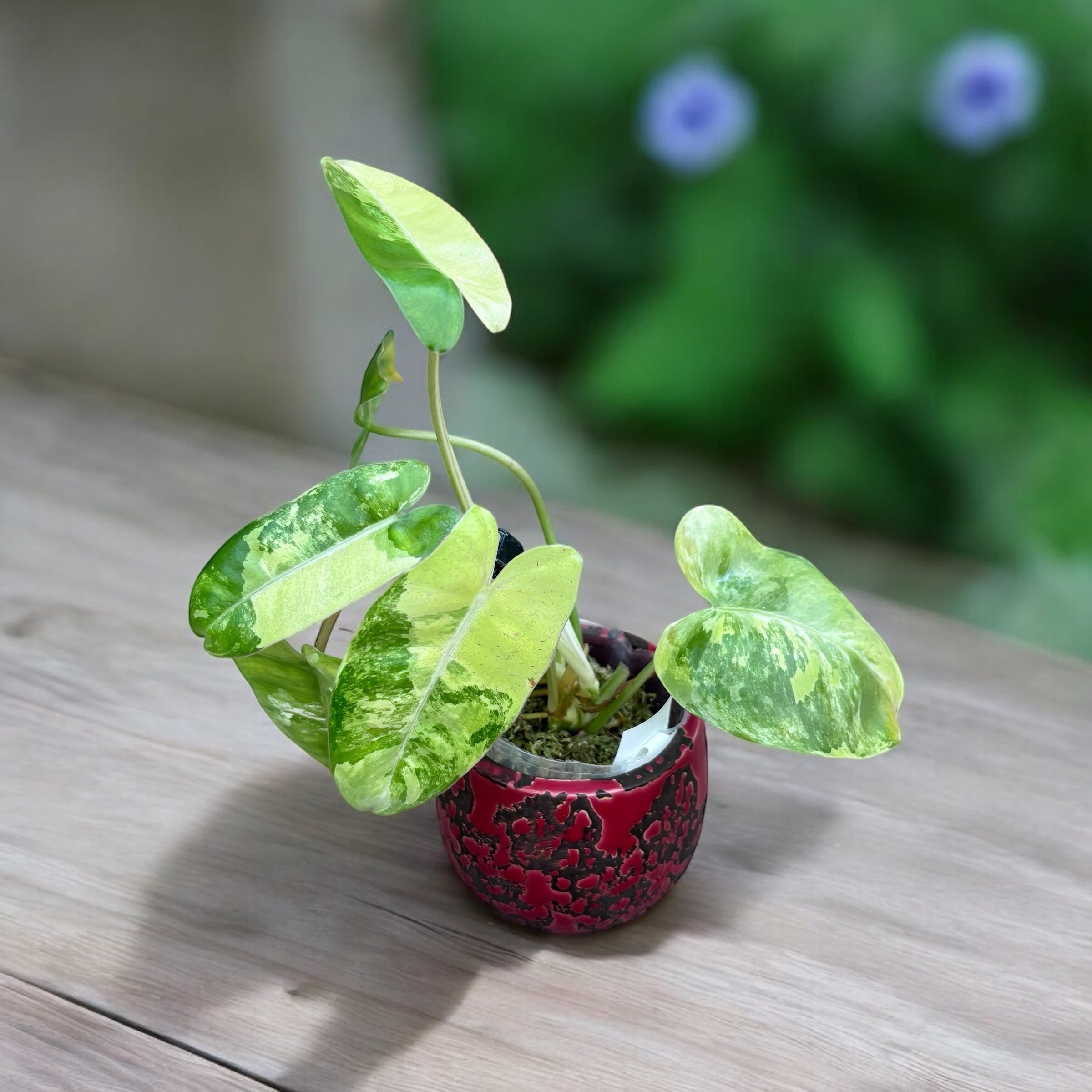 Philodendron Burle Marx 'Variegata'