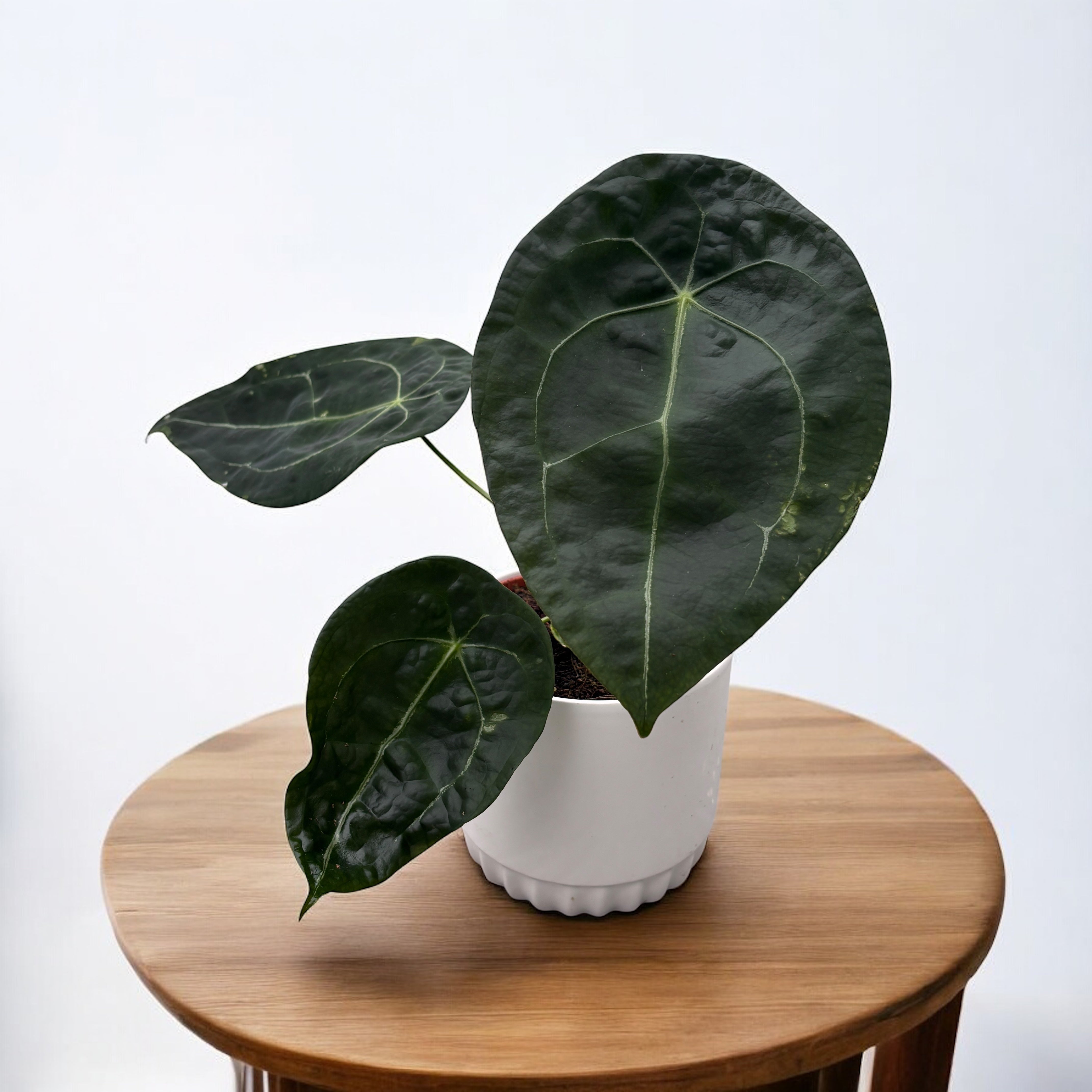 177 nigrolaminum ニグロナミナム アンスリウム 182 nigrolaminum