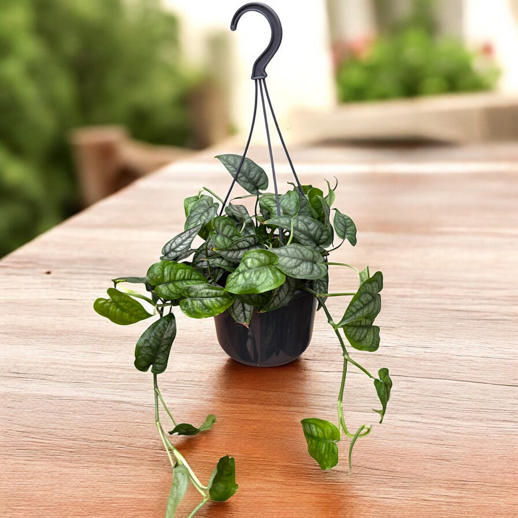 Monstera Siltepecana (Silver Monstera) XL - frunzis exotic cu nervuri argintii