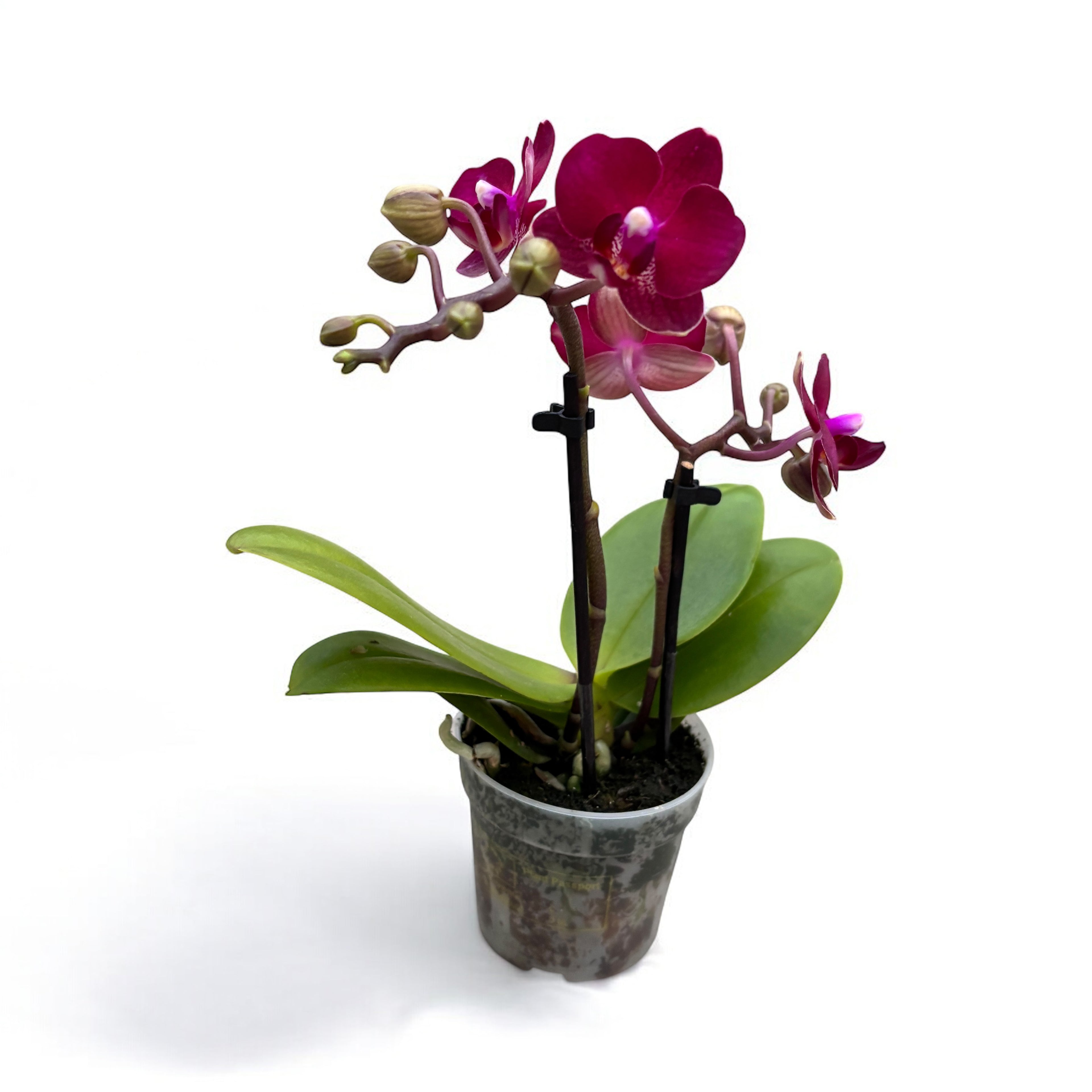 Phalaenopsis Sogo Crimson (Lola)