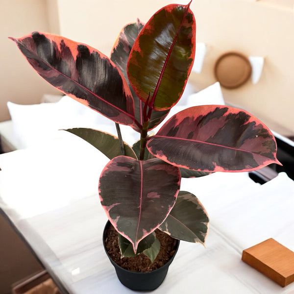 Ficus elastica Belize (Rubin) XL