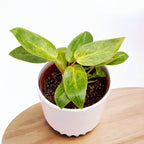 Philodendron 'Painted Lady' D12