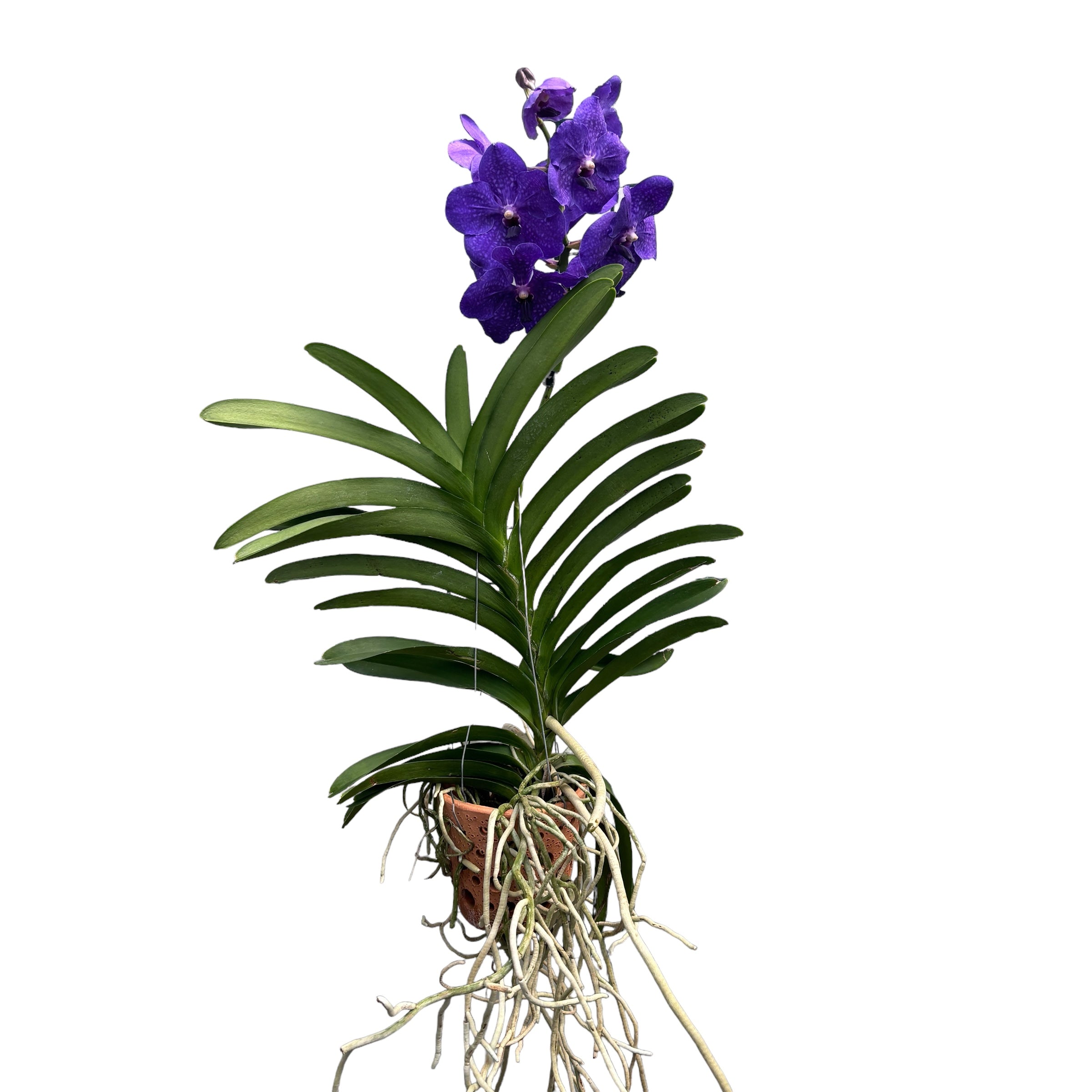 Vanda Nitaya Royal Blue (Ansu)