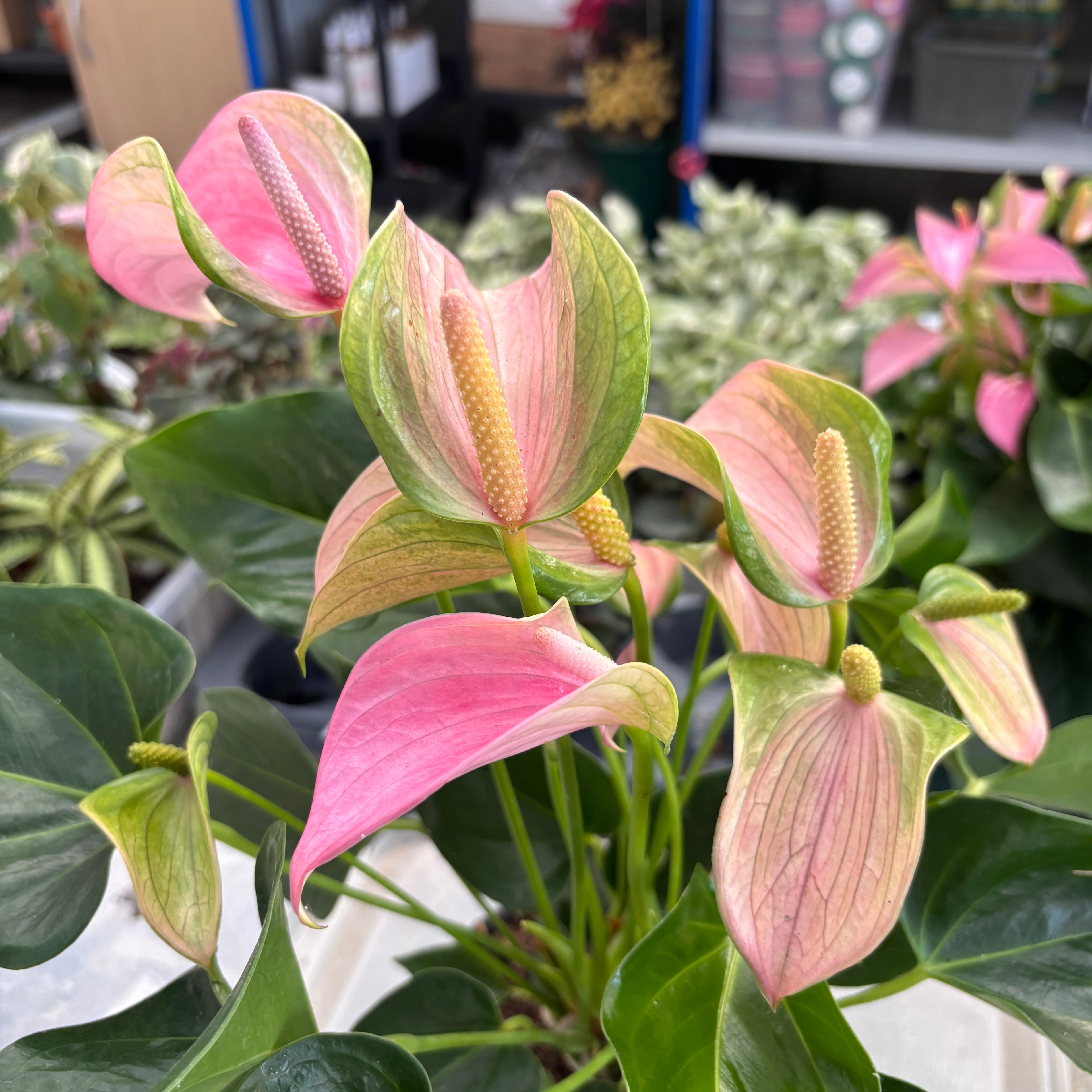 Anthurium ‘Joli Peach’ – finom elegancia pasztell virágokkal és trópusi hangulattal