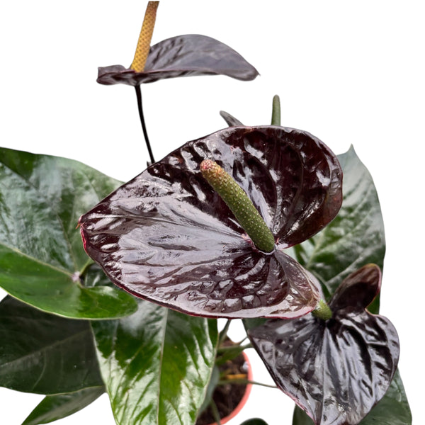 Anthurium Black Paris - flori spectaculoase