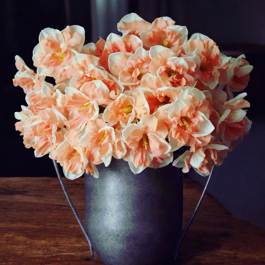 Narcise olandeze cu floare dubla peach - Narcissus ‘Apricot Whirl’