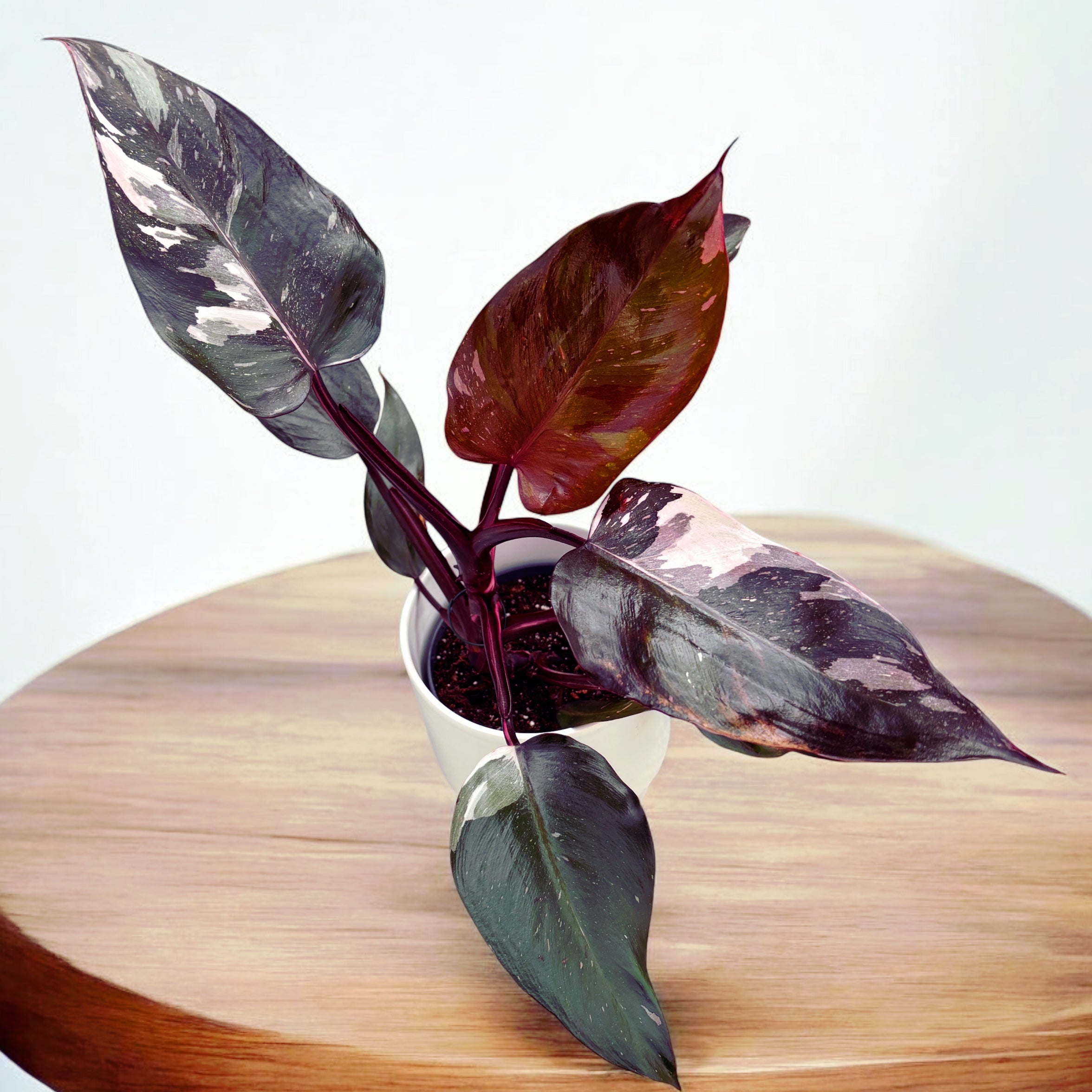 Philodendron 'Pink Princess'