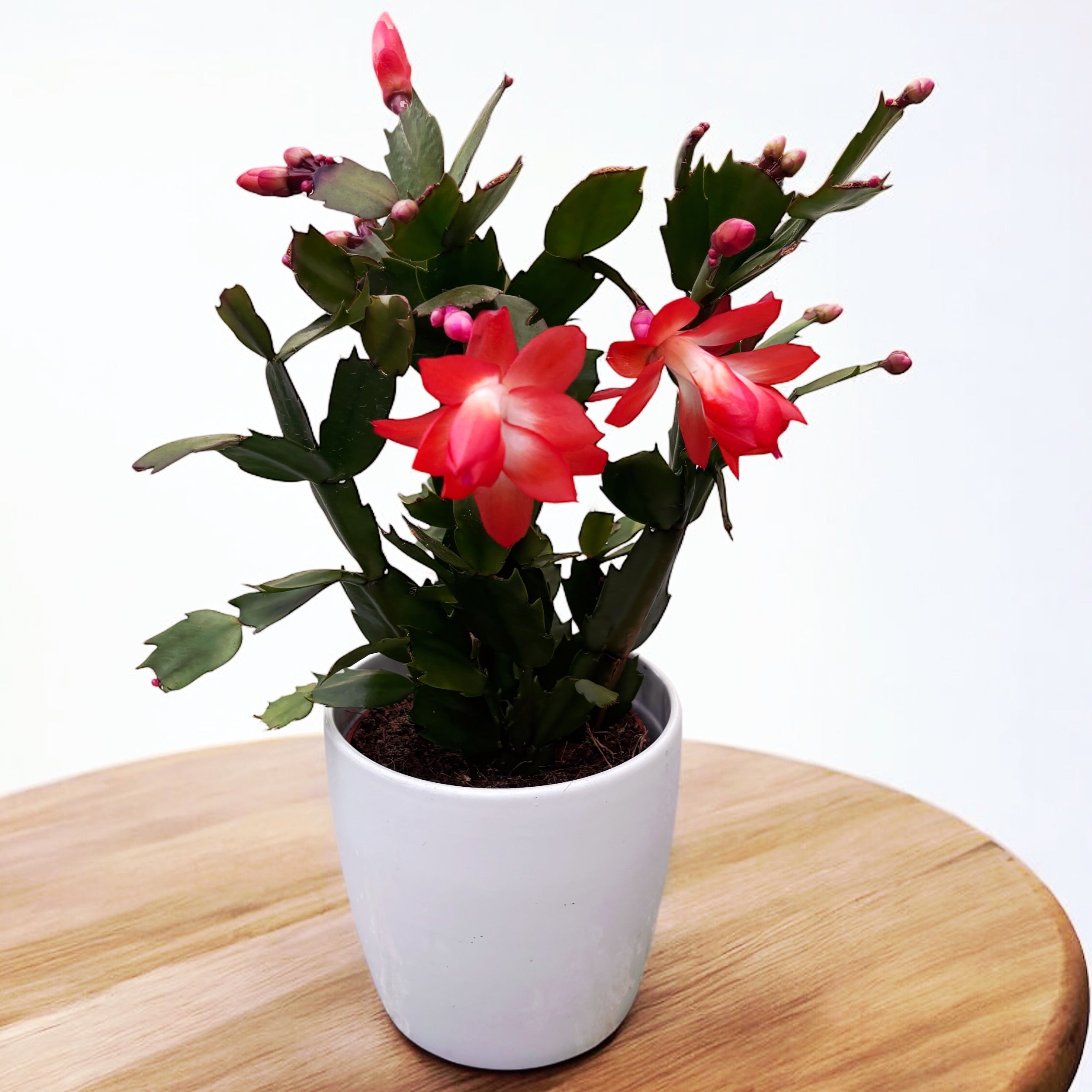 Schlumbergera portocalie (Craciunita) 2pp