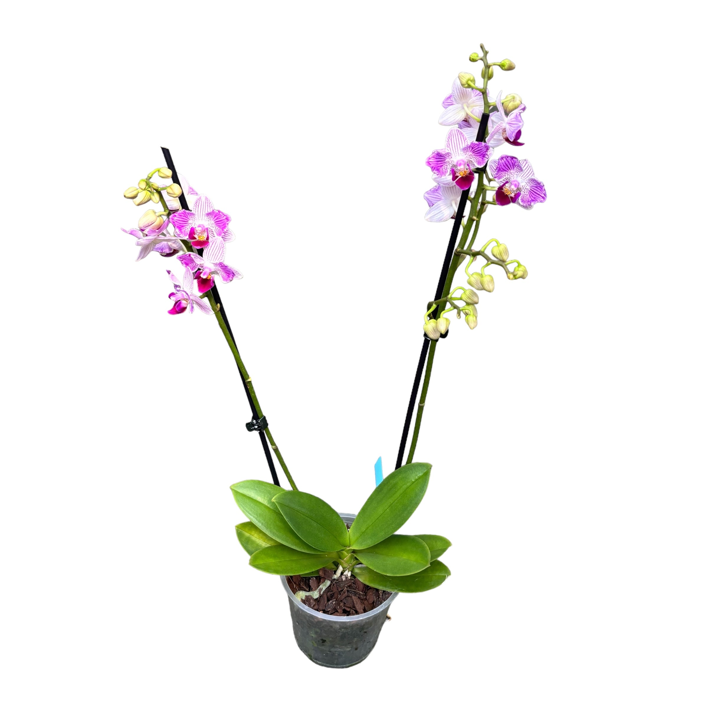Phalaenopsis Younghome Lucky Star (0018 - peloric) (NL)
