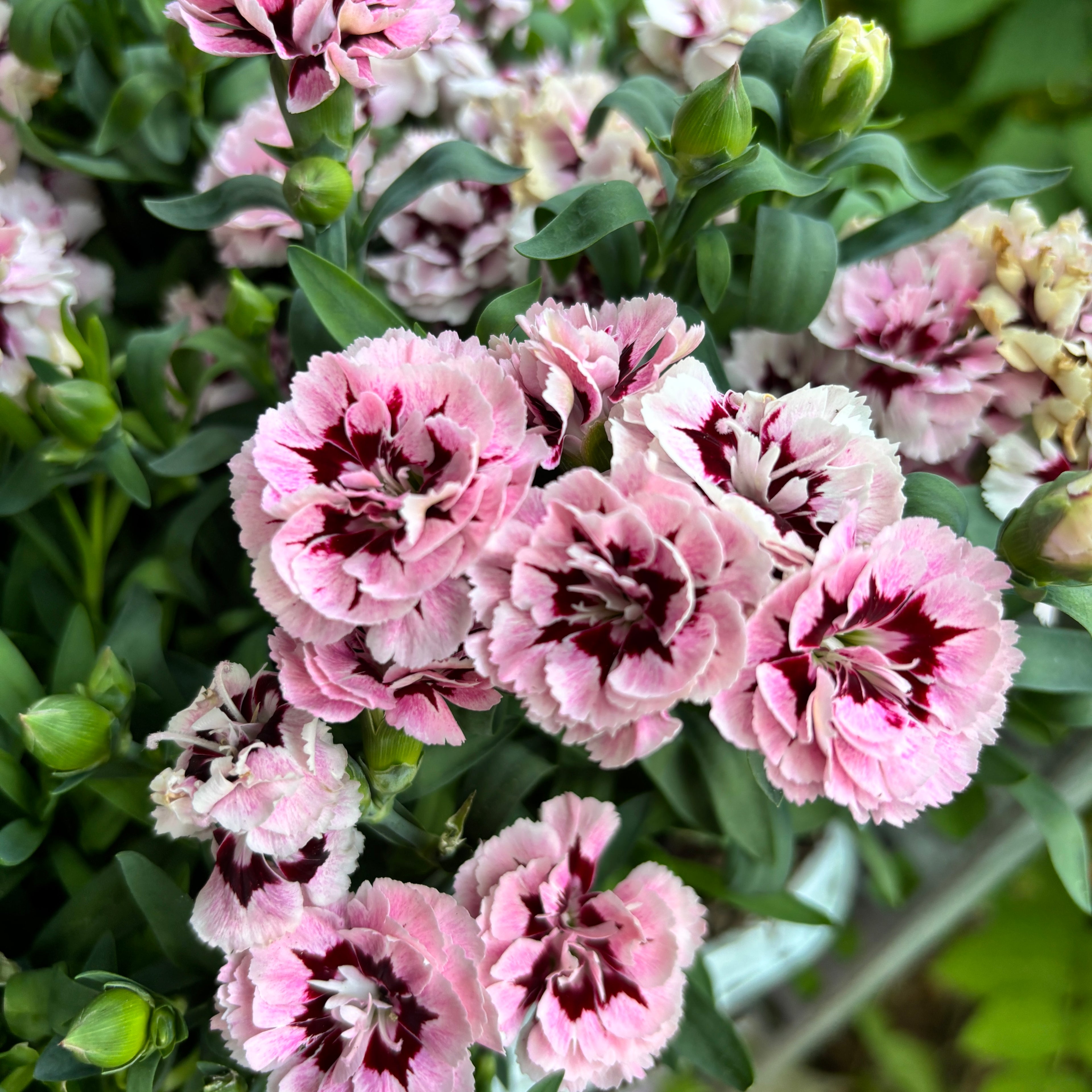 Dianthus ‘Oscar Purple Star’ - garofite perene cu flori duble roz parfumate