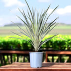 Cordyline australis 'Variegada' - Planta con aspecto de palmera y hojas variegadas