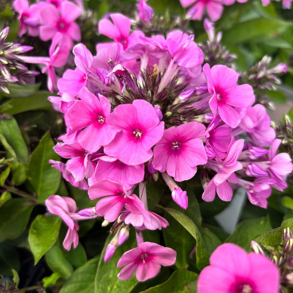 Phlox paniculata 'Famous Pink' garden (scented flowers)