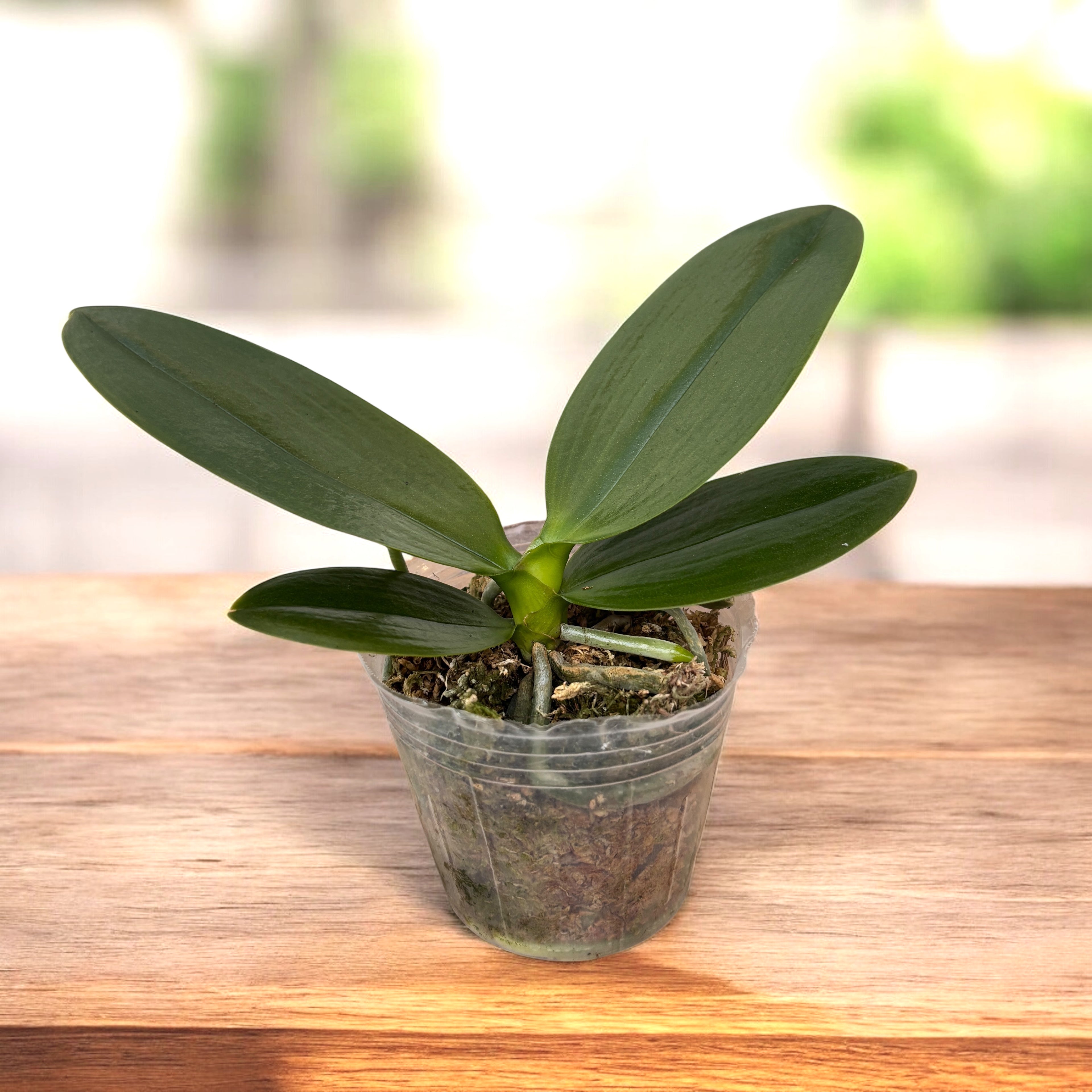 Phalaenopsis Tong Yi Yu Shiou - parfumat