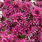 Sedum Spurium Spot on Deep Rose - suculenta taratoare cu flori roz intens