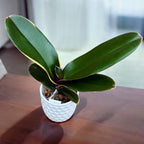 Phalaenopsis Pearl Beauty (tarka)