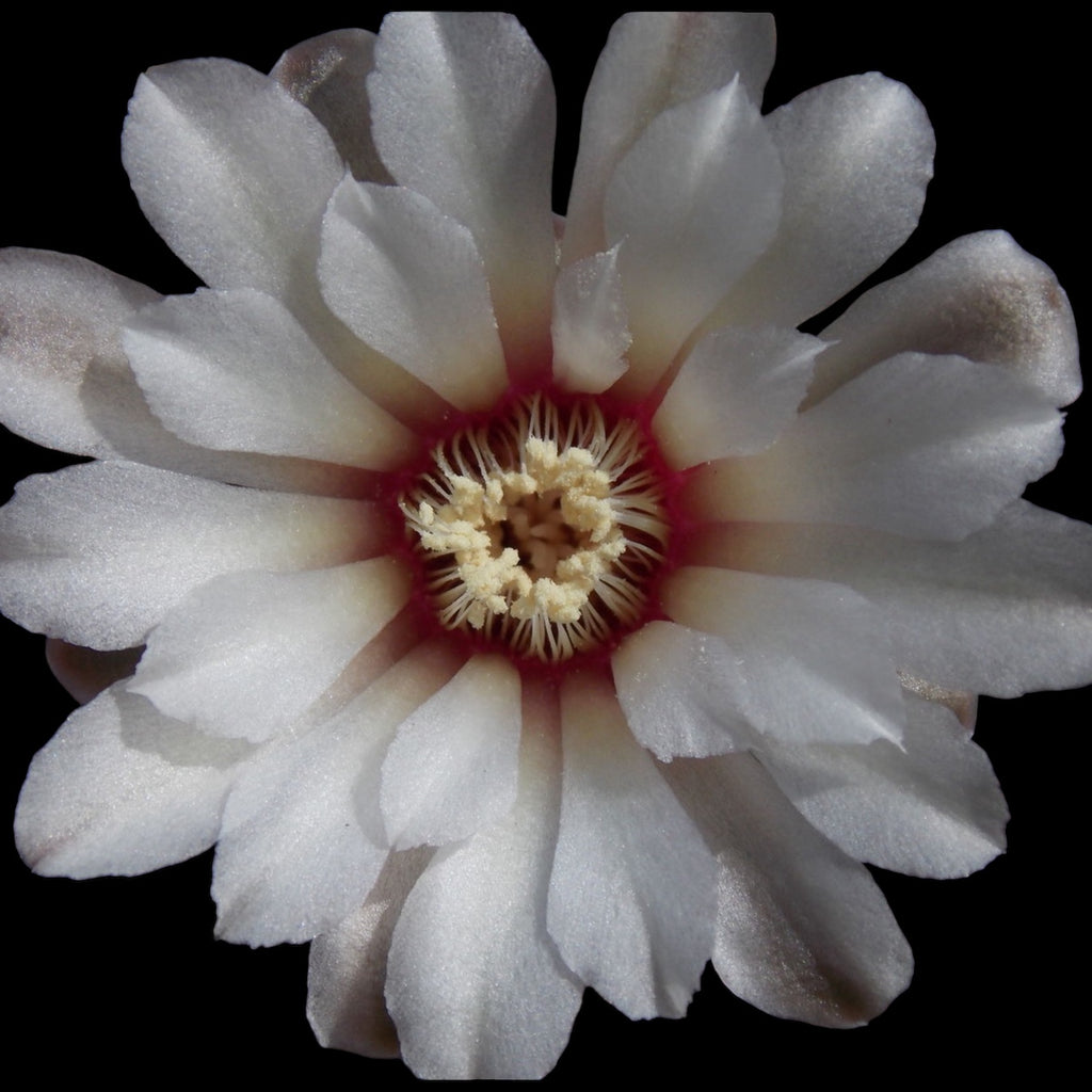 Gymnocalycium quehlianum