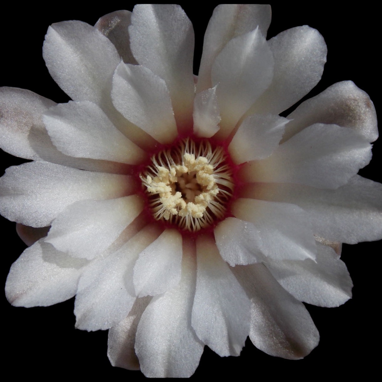 Gymnocalycium quehlianum