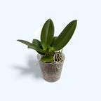 Phalaenopsis Kdares Twinkle (peloric)