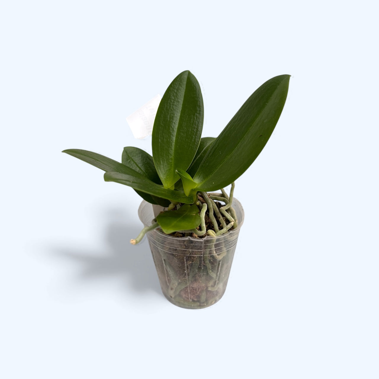 Phalaenopsis Kdares Twinkle (peloric)