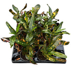 Croton Codiaeum 'Red Batik' (babyplant)