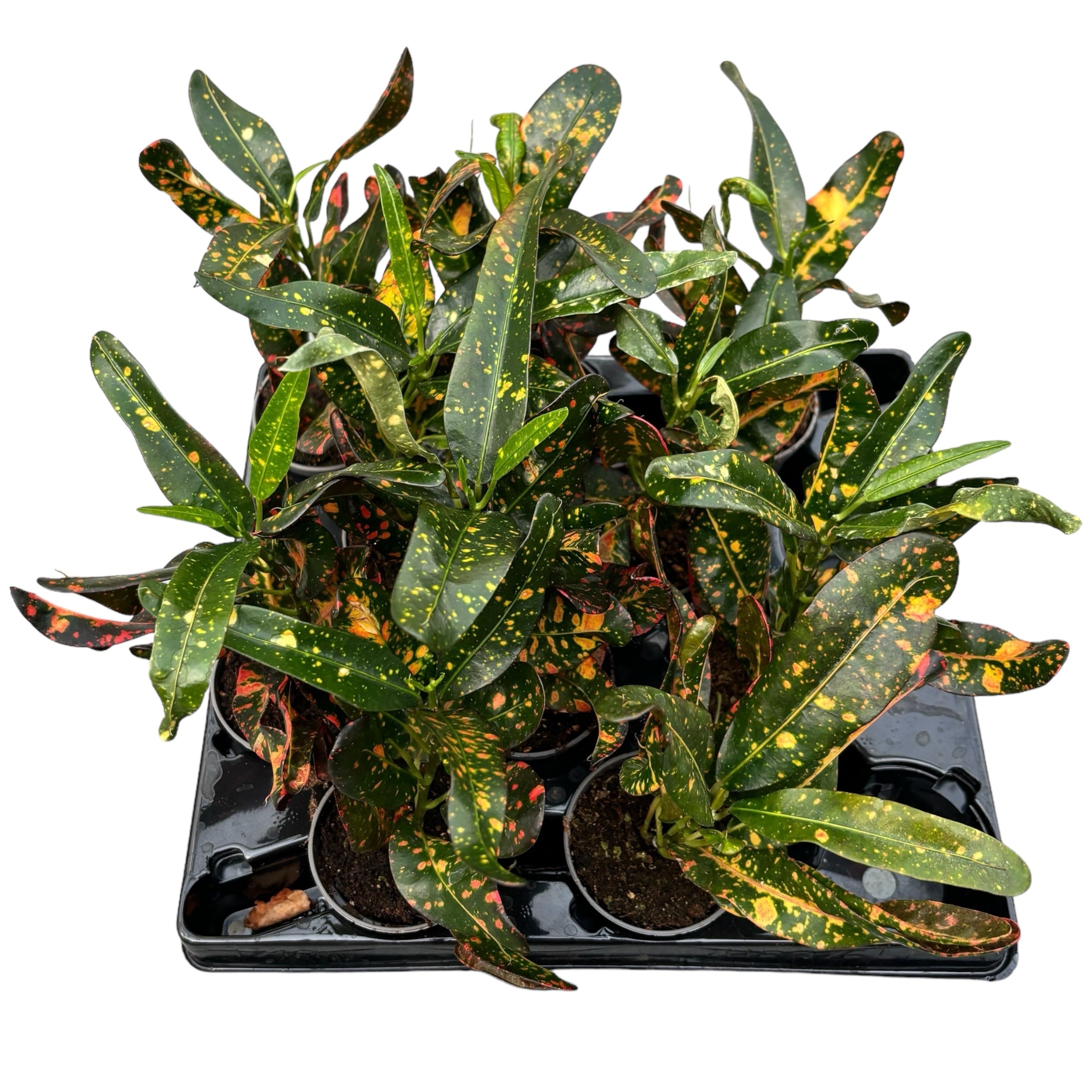 Croton Codiaeum 'Red Batik' (babyplant)