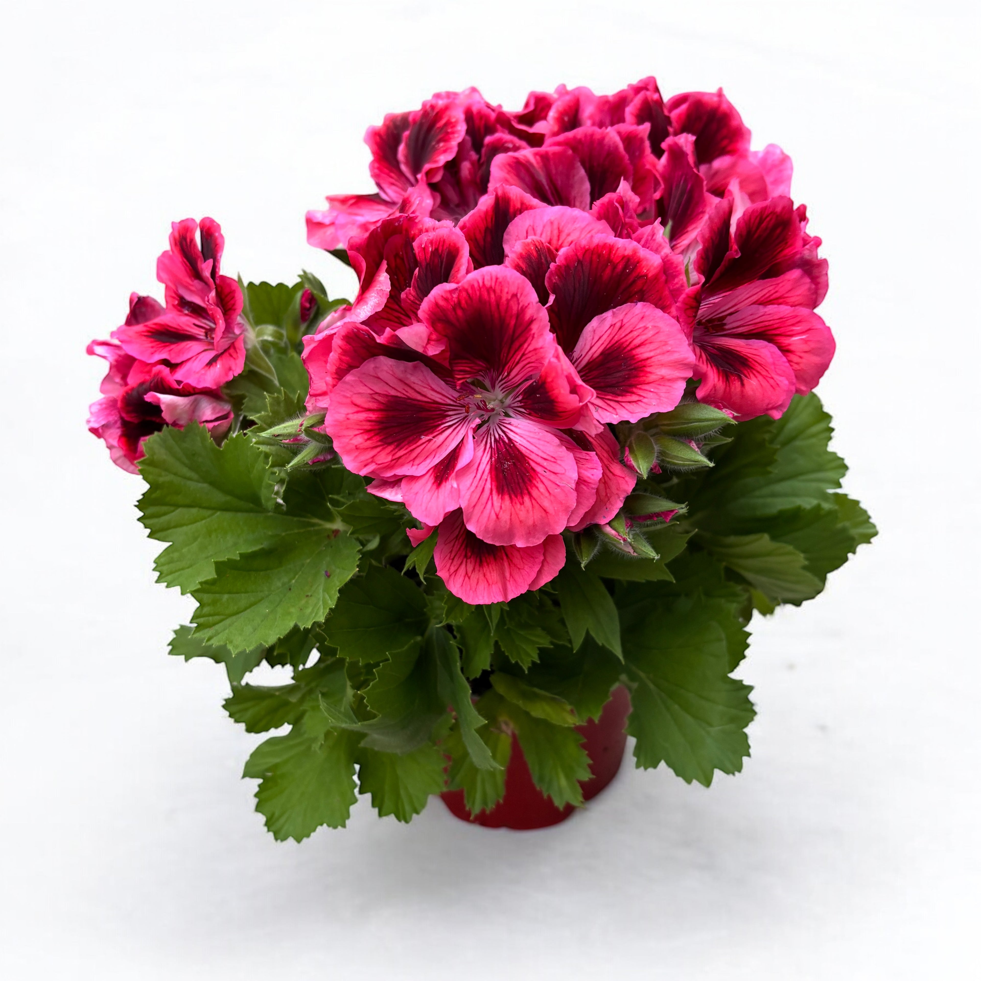 Pelargonium Grandiflorum 'Elegance Kate' (muscate englezesti)