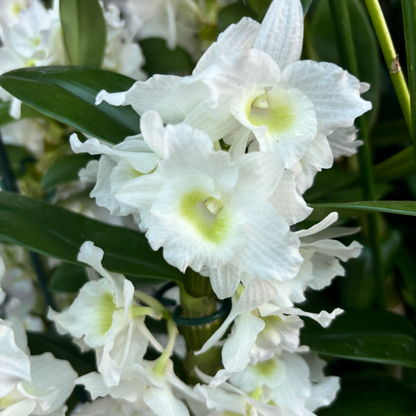 Dendrobium nobile Apollon (leicht duftende Blüten)