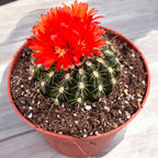 Parodia mairanana