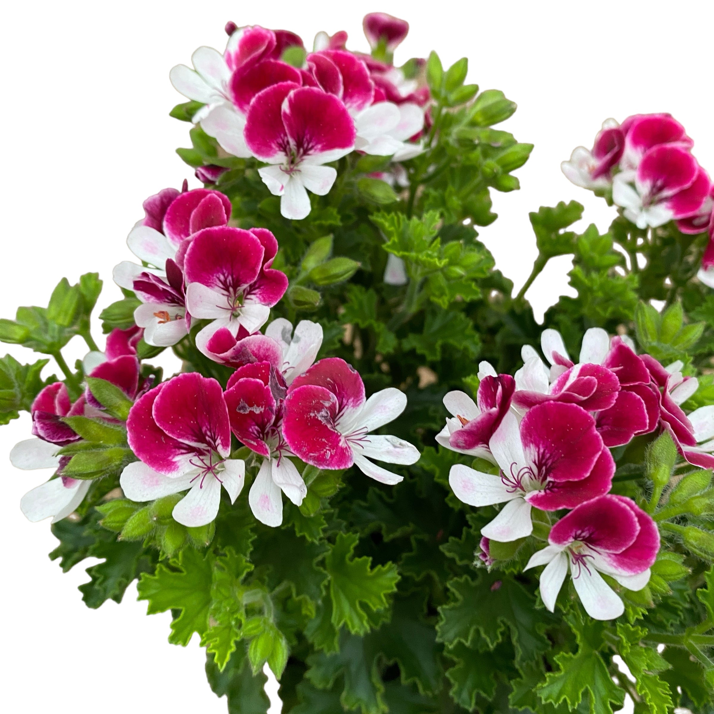Muscate antitantari - Pelargoniums ‘Angel Parfume Senna' D12
