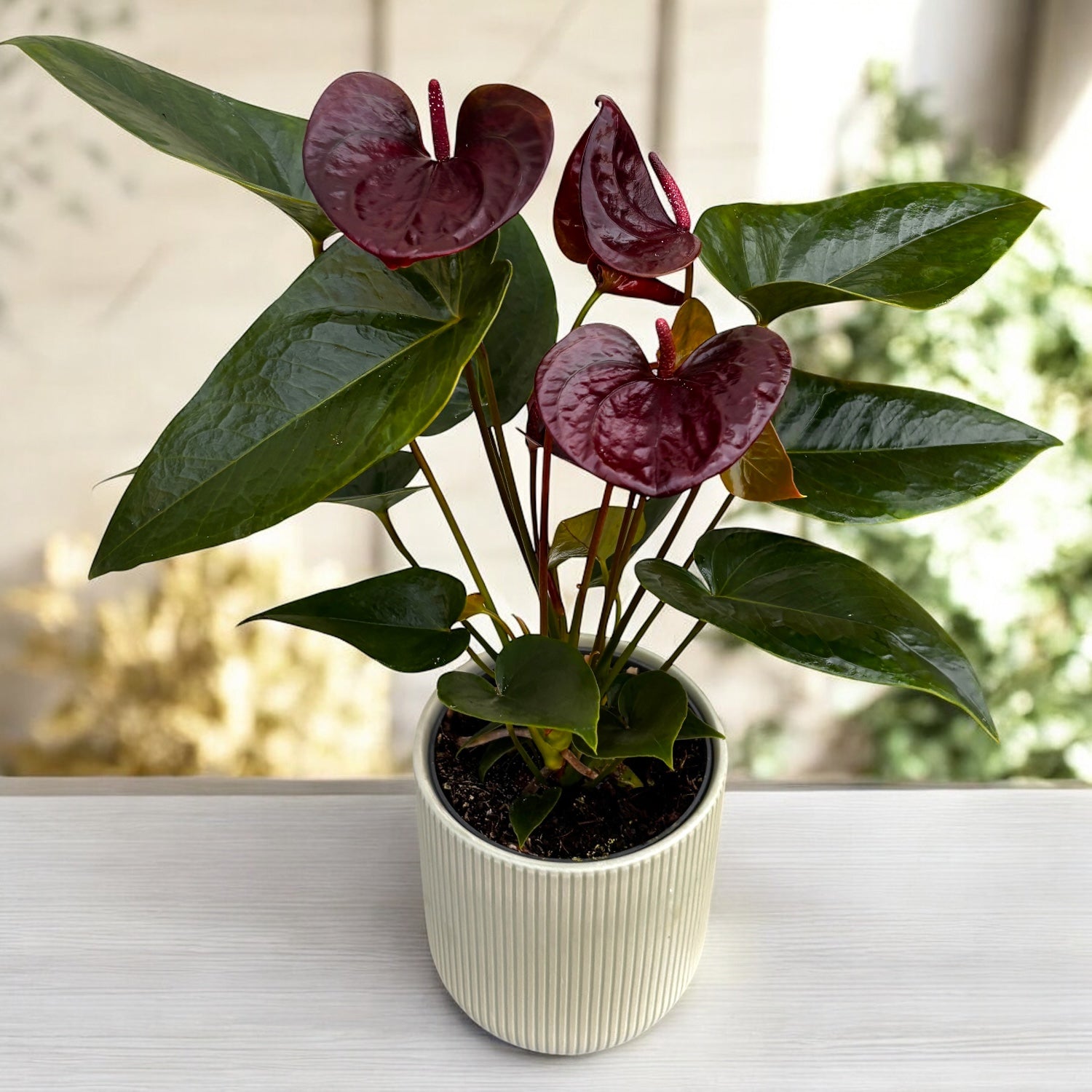 anthurium cuidados riego Anthurium 'Essencia' con máscara decorativa y sistema de auto-riego, c – Secret Garden Plant Shop
