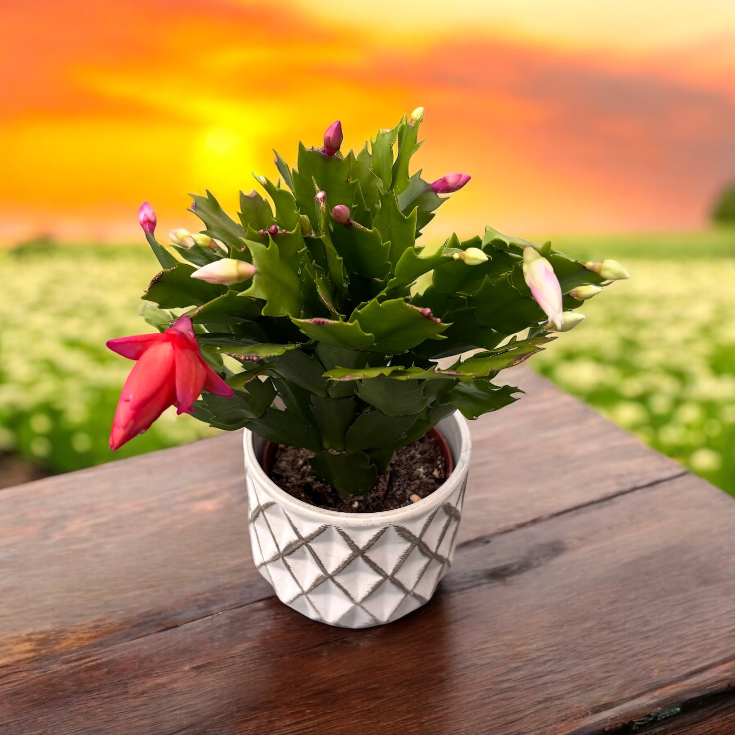 Schlumbergera “ Duo Flame” 2 culori/ghiveci (Craciunita)