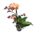 Phalaenopsis Monaco