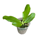 Phalaenopsis speciosa 'Super Purple'