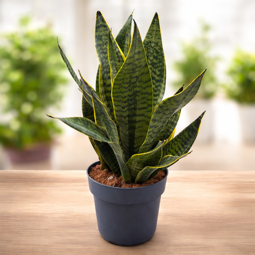 Sansevieria trifasciata 'Golden Edge' – Secret Garden Plant Shop