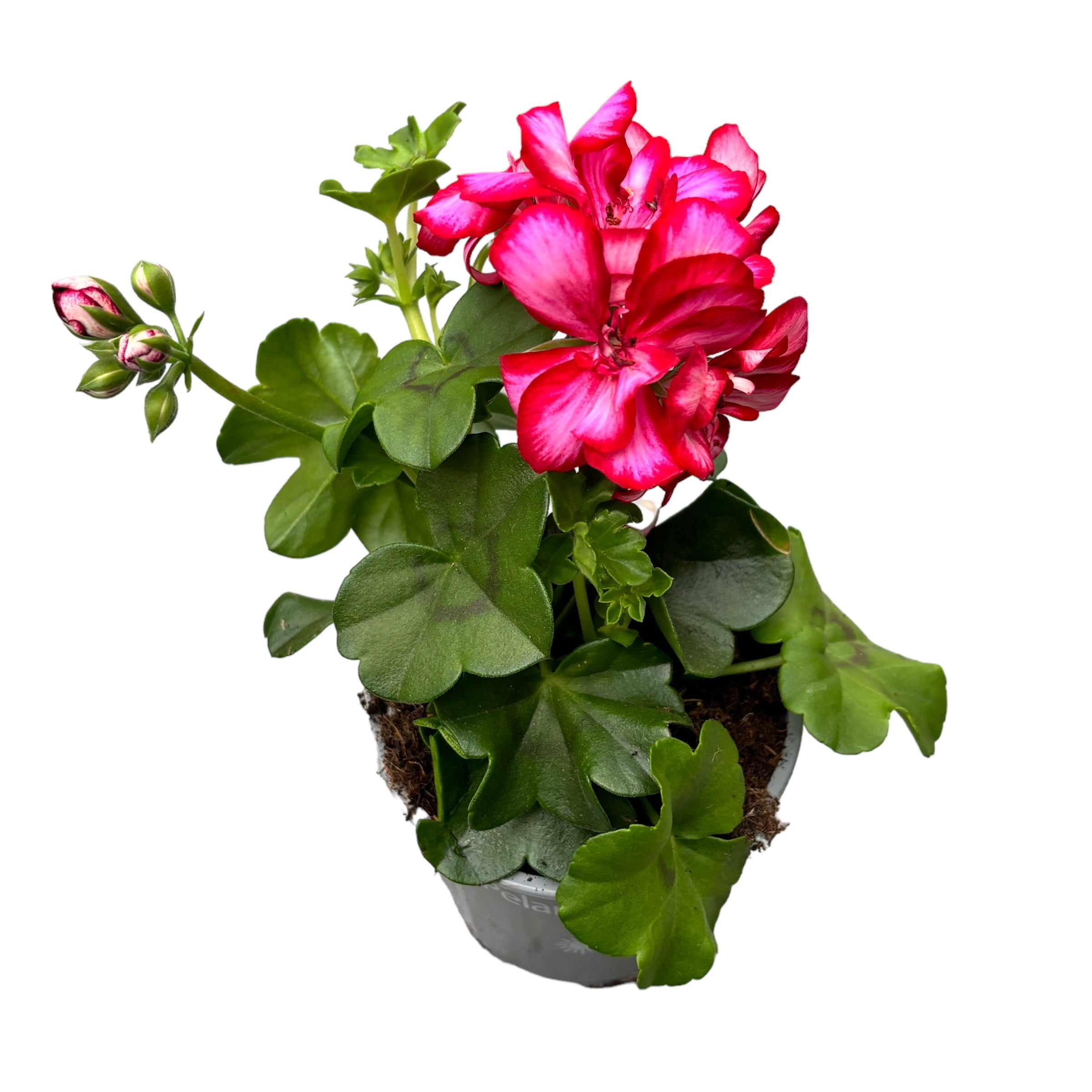Pelargonium peltatum ‘Longlife Double Rouletta’ - muscata cu flori duble roz cu alb, inflorire indelungata si rezistenta