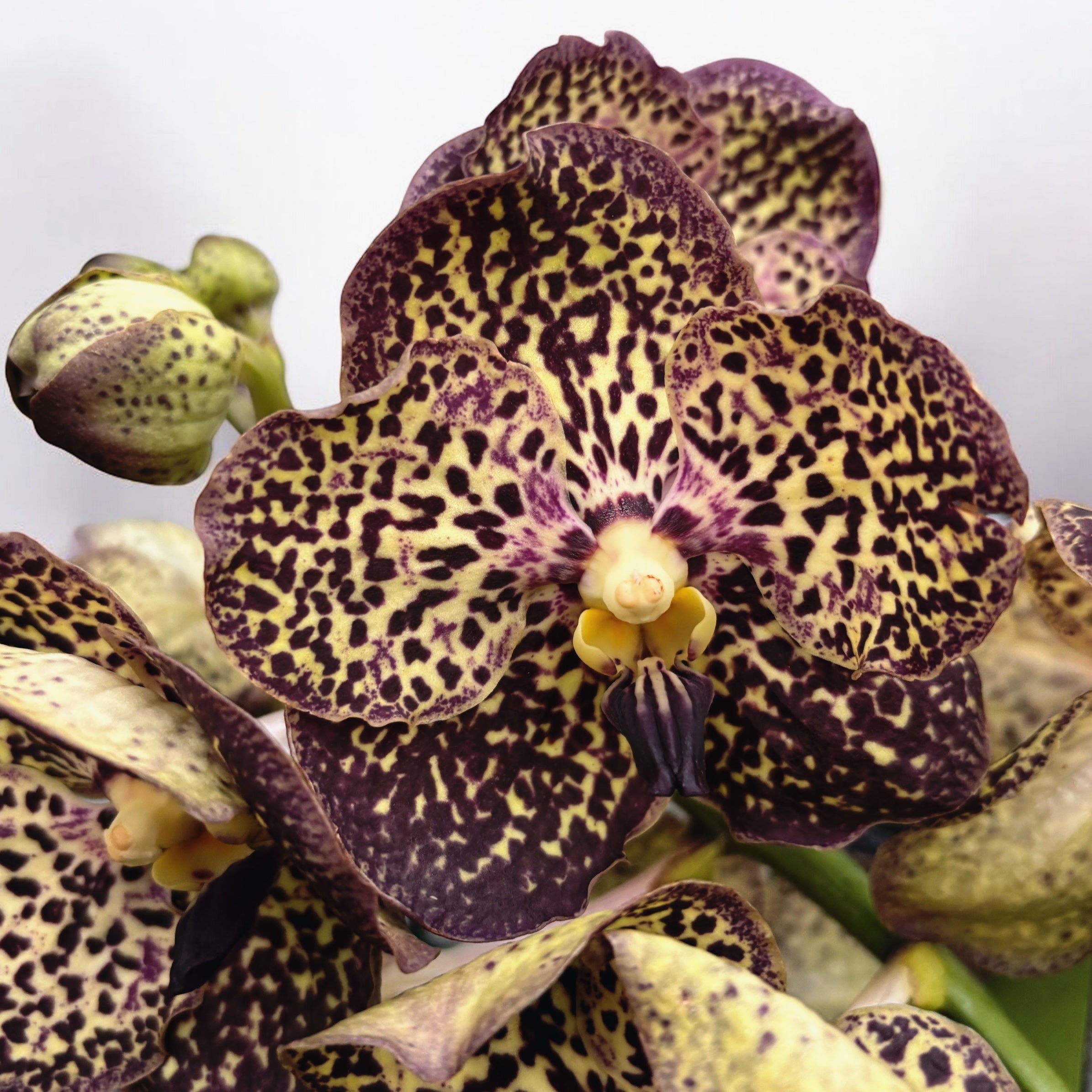 Vanda Sunanda Ocelot Mocha (ANSU)
