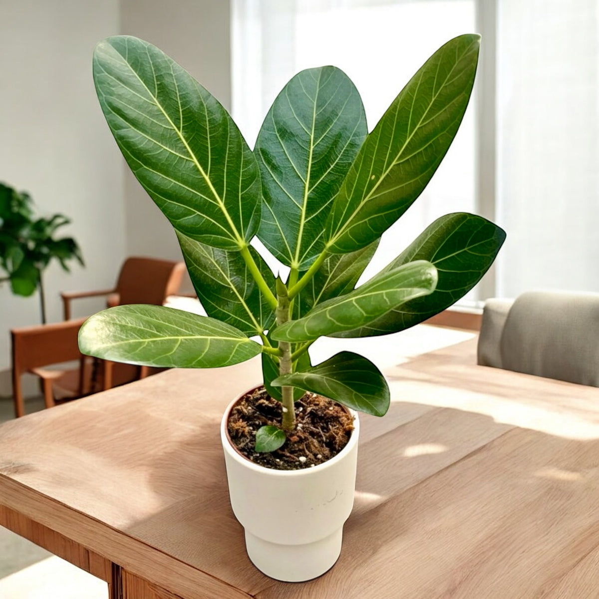 Ficus Audrey Pflege