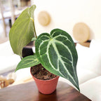 Anthurium magnificum – frunzis catifelat si nervuri argintii intr-o planta tropicala cu aspect imperial