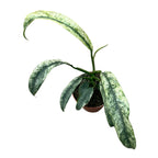 Rhaphidophora puberula 'Variegata'