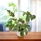 Monstera Minima (Rhaphidophora tetrasperma)