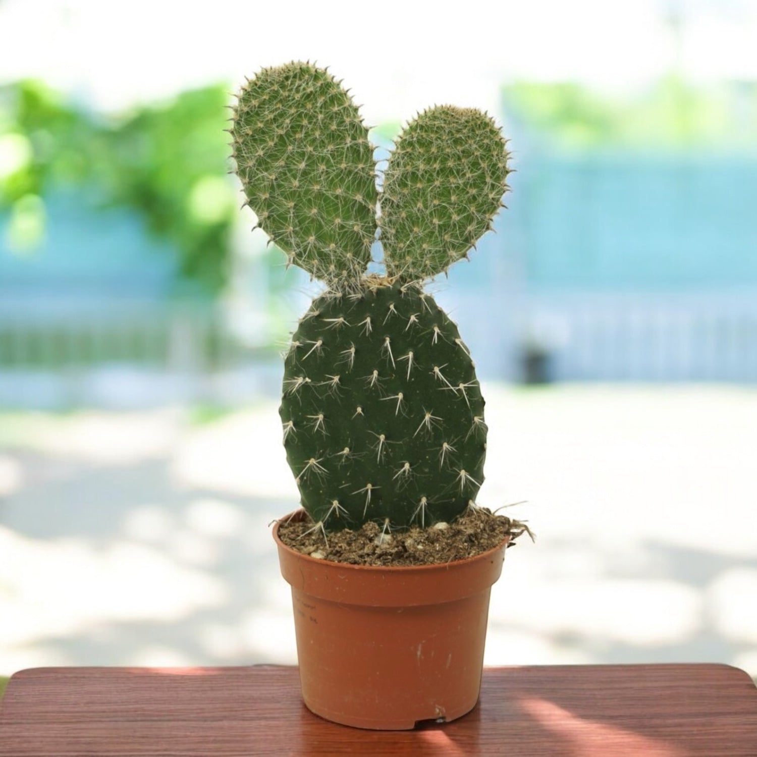 Opuntia pailana - cactus cu spini albi si forma sculpturala