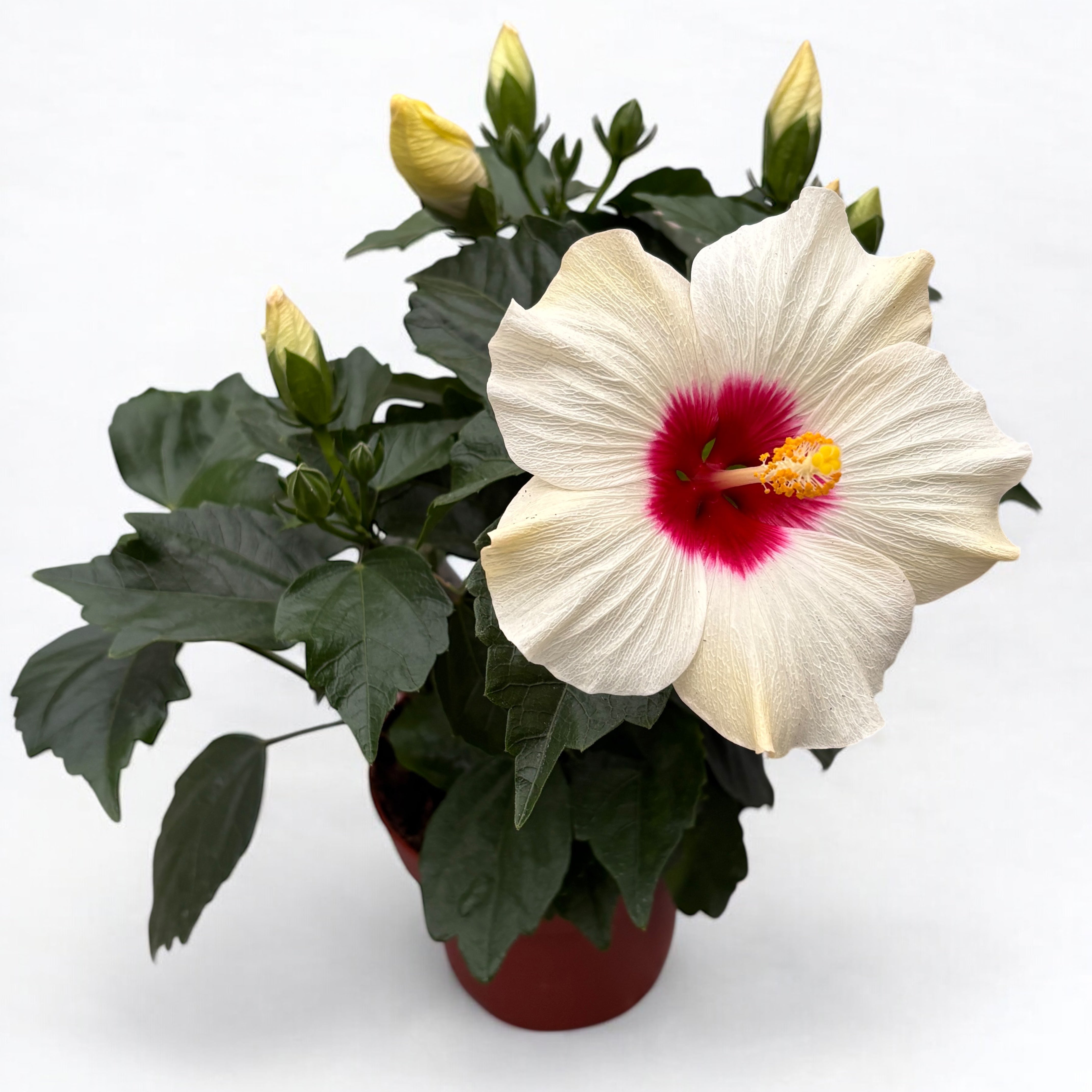 Hibiscus 'Adonicus White'- flori XL – Secret Garden Plant Shop