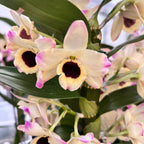 Dendrobium Sunny Eyes *fragrant