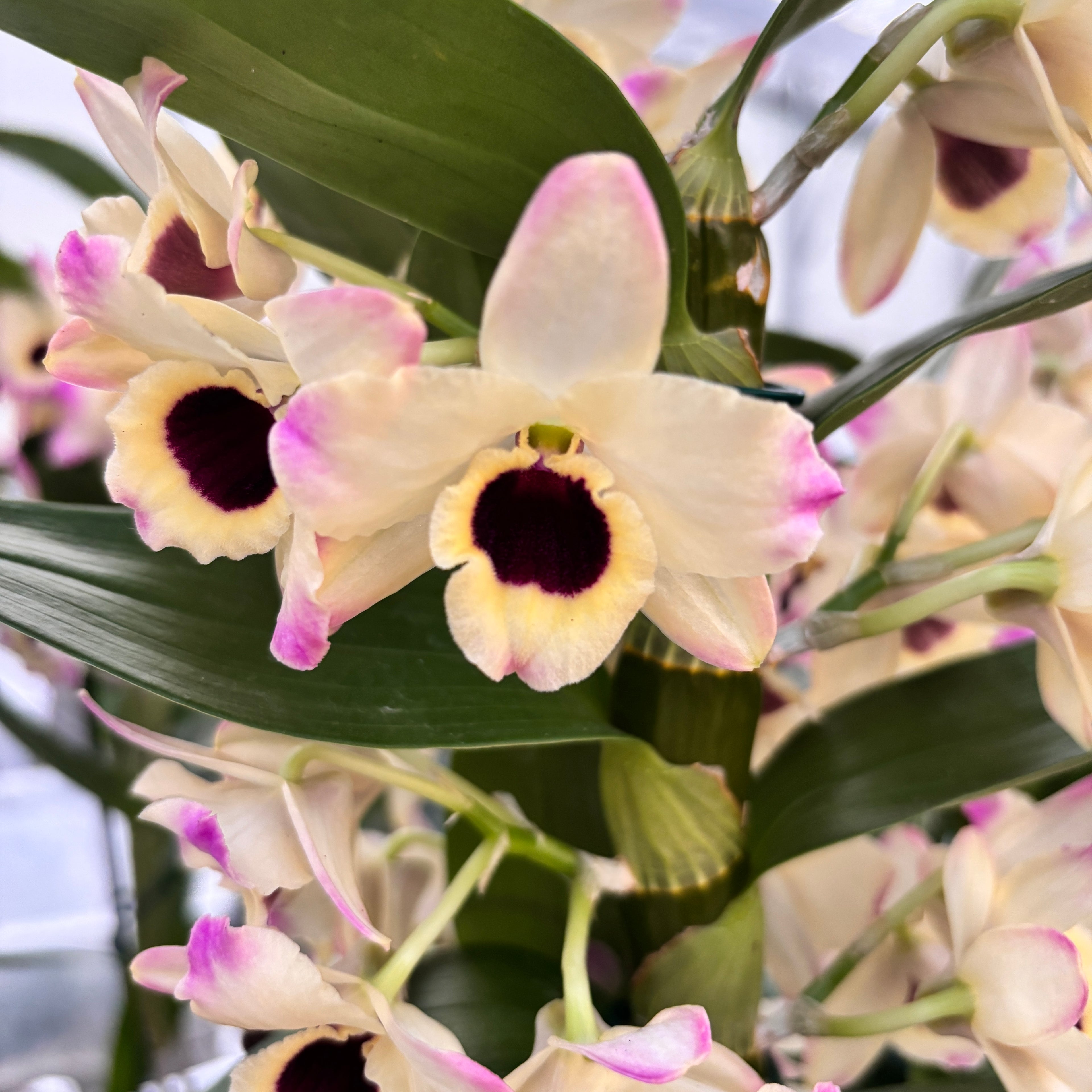 Dendrobium Sunny Eyes *fragrant