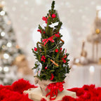 Bradut 'Frosty' – Cadoul incantator de Craciun: bradut natural impodobit in ghiveci