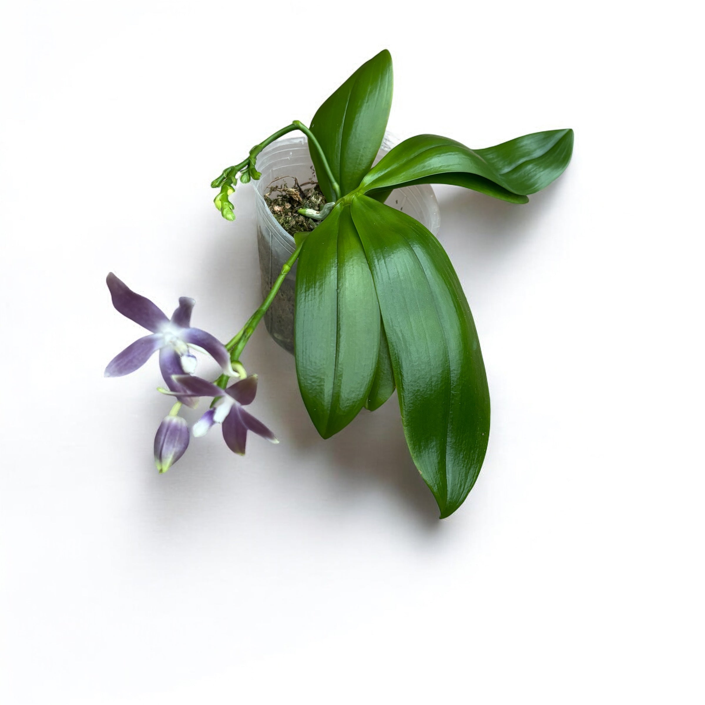 Phalaenopsis tetraspis 'Blue' parfumat