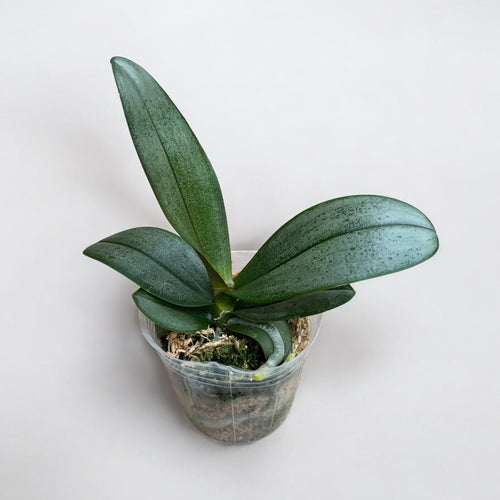 Phalaenopsis Miki Phantom (Peloric & Silver Leaves)