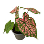 Caladium 'Florida Elise'