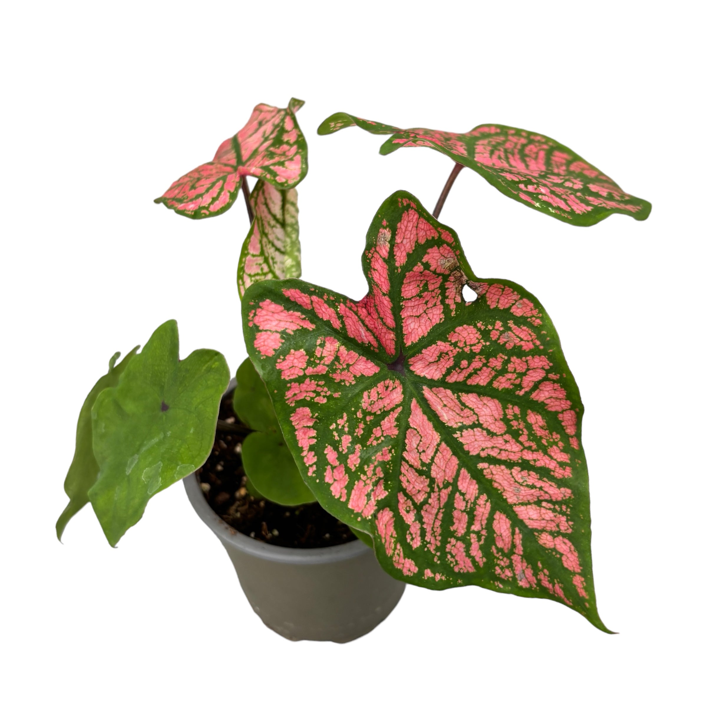 Caladium 'Florida Elise'
