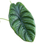 Alocasia puncakborneensis (Alocasia borneensis)